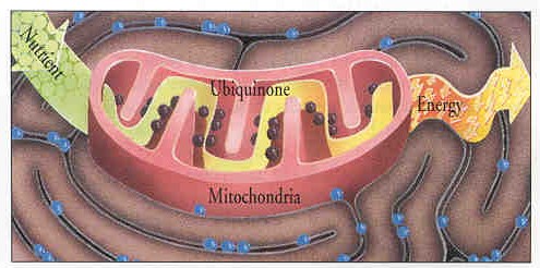 Q10_Mitochondria