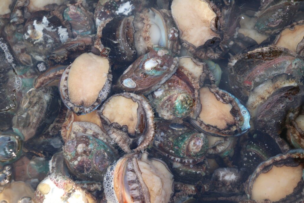 a bunch of clams in a bowl of water